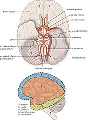 Snelle diagnostiek, behandeling en preventie bij een TIA