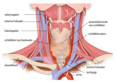 Schildklier; hypo-en hyperthyreoïdie