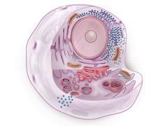 Chemotherapie