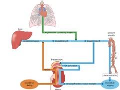 Het gebruik van ACE-remmers in de praktijk