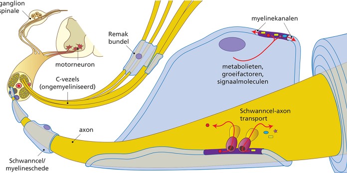 Locoregionale anesthesie bij diabetische polyneuropathie