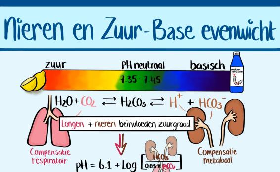 Infographic nieren en Zuur-Base evenwicht