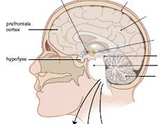 De fysiotherapeut en het stresssysteem
