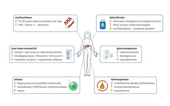 De lever: hoofdrolspeler in de homeostase