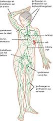 Het lymfestelsel