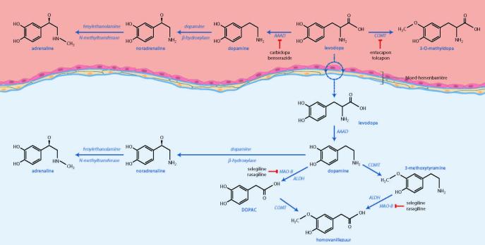 Farmacodynamiek en farmacokinetiek van levodopa