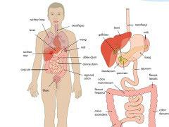 Inflammatory bowel disease (IBD)