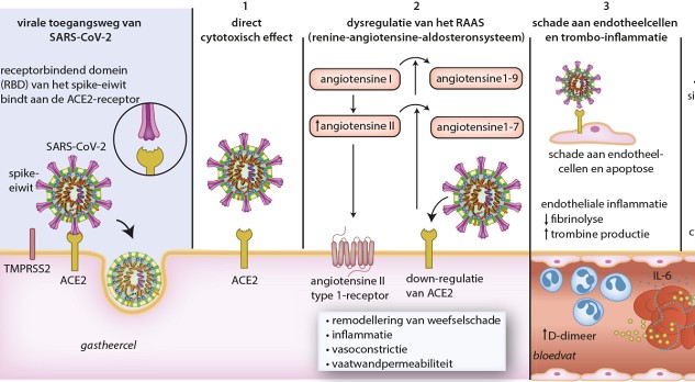 COVID-19 en neurologie 