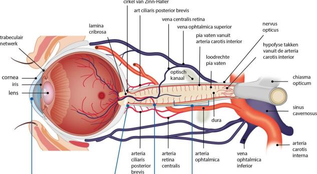 Postoperatief visusverlies 