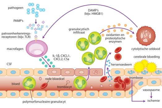 Infecties van het centraal zenuwstelsel bij volwassenen