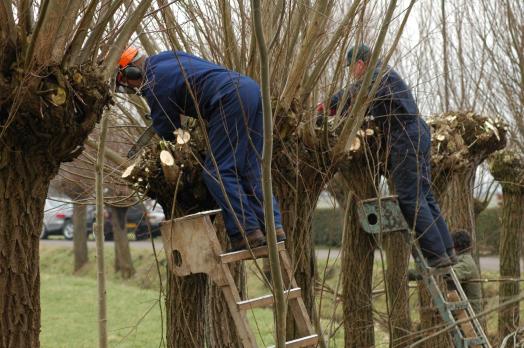 Aspecifieke lage rugklachten door het werk