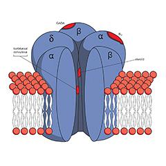 Stoornis in het gebruik van benzodiazepinen