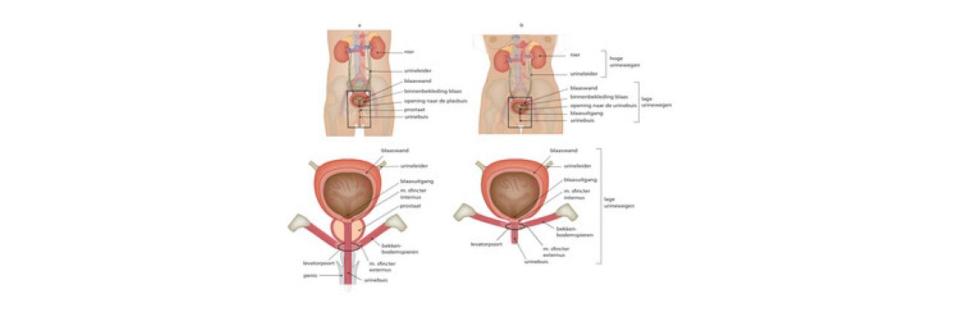 Rugpijn én plasklachten: vaak voorkomend, weinig erkend? (VI)