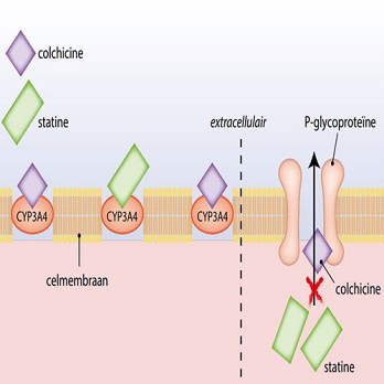 Risico op rabdomyoloyse bij combinatie colchicine en statine