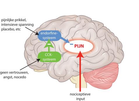 Manuele myofasciale vaardigheden in een musculoskeletale jas (AF, BD)
