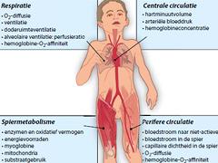 Inspanningsfysiologie en trainingsrichtlijnen bij gezonde jeugdigen in de groei