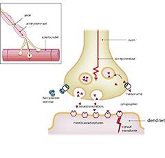 Heterogeniteit van ADHD bij volwassenen