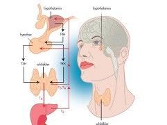 Schildklierhormonen