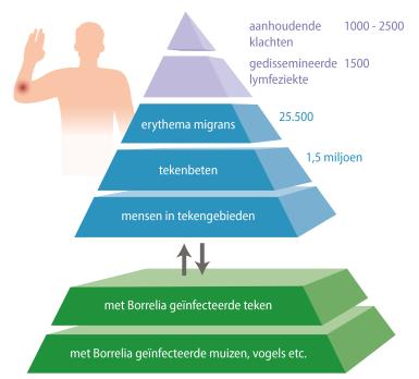 Van dier naar mens: radiologische sleutelbeelden bij zoönosen