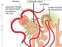 Kaliumhuishouding en de natrium-kaliumpomp