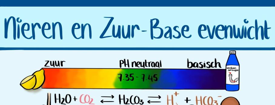 Infographic nieren en Zuur-Base evenwicht