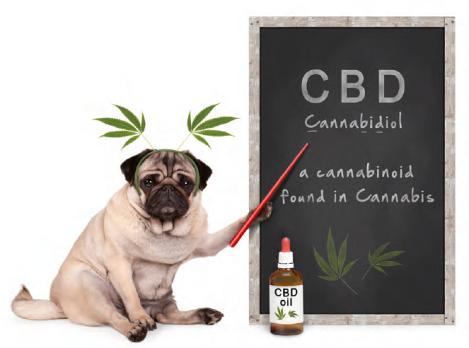 CBD-olie: drug, geneesmiddel of voedingssupplement?