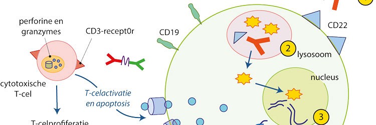 Immunotherapie bij acute lymfatische leukemie; nieuwe ontwikkelingen 