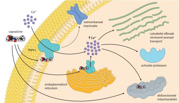 Topicale analgetica voor de behandeling van neuropathische pijn