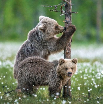 Zoobiquity: speelgedrag bij mens en dier