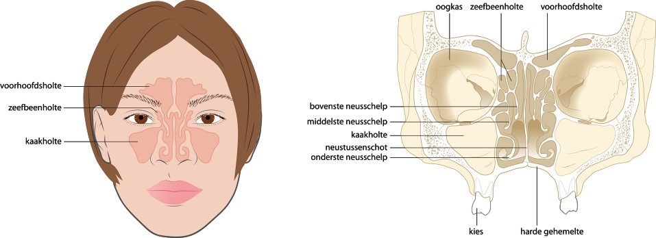 Anatomie en fysiologie van het kno-gebied 