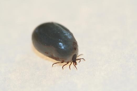 Artritis als uiting van borreliose zonder voorafgaand erythema migrans