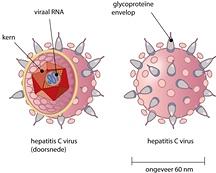 Hepatitis C