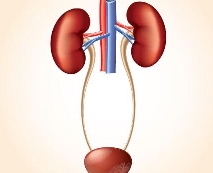 Urologie vrouw