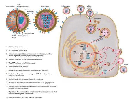 Het nut van influenzavaccinatie