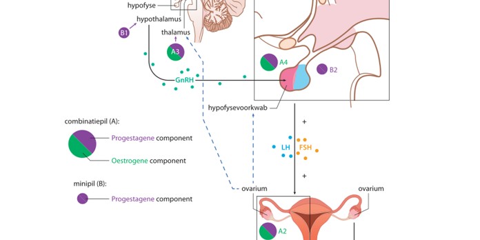 Migraine en orale anticonceptiva: een hormonaal samenspel 