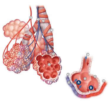 Tips & Tricks bij het invasief beademen van patiënten met COPD