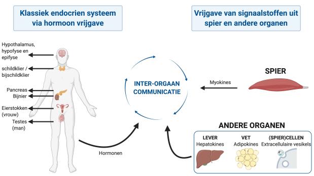 Myokines, de boodschappers van de spieren (BD)