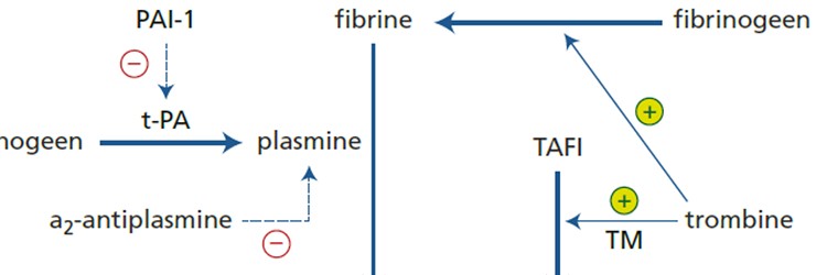 Ontwikkeling en toepassingen van trombolyse 