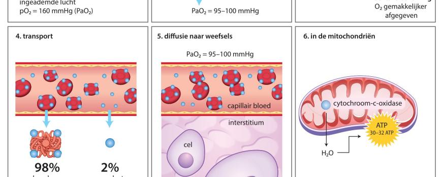 Zuurstoftransport van longblaasjes naar mitochondriën