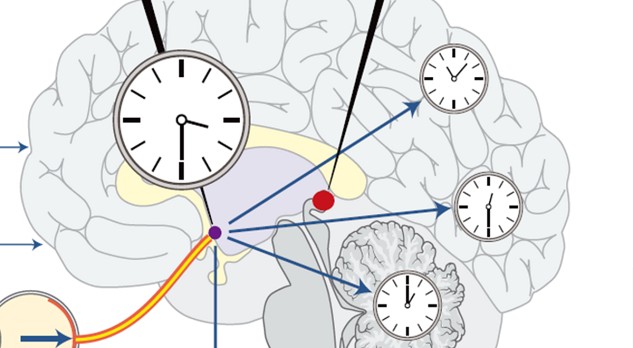 Stoornissen van het circadiane slaap-waakritme en chronotherapie