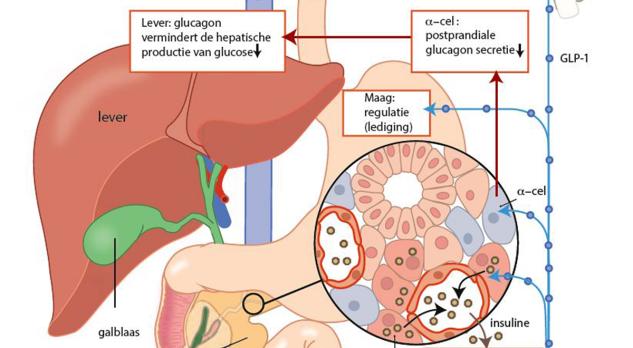 Diabetes mellitus en anesthesie