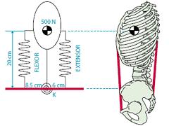 Stabiliteit in menselijk bewegen deel 2: een biologisch perspectief