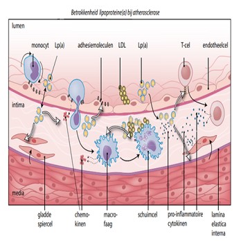 Lipoproteïne(a)