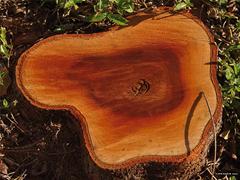 Mechanobiologie: de link tussen het fysiotherapeutisch handelen en weefseladaptatie