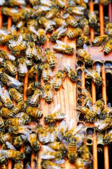 Immuuntherapie voor bijen- en wespenallergie