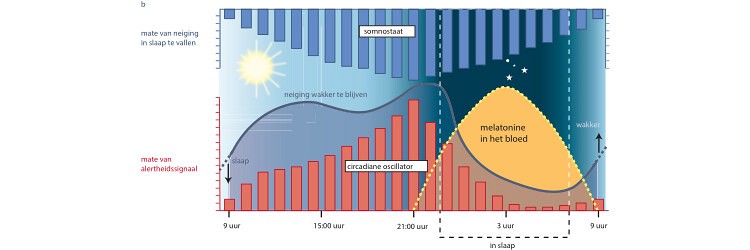 Melatonine: meer dan alleen een slaappil 