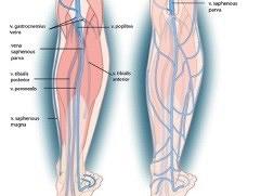 Veneus vaatstelsel onderste extremiteiten