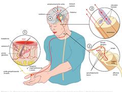 Interacties tussen nocisensoriek en bewegen