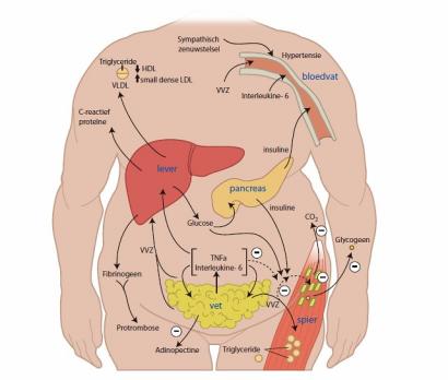 Gevolgen van inactiviteit en sedentair gedrag