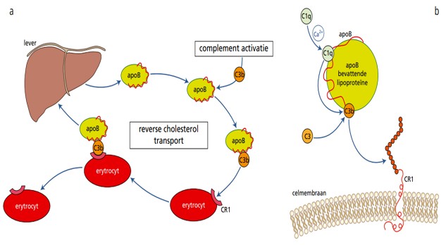 Triglyceriden in de praktijk: een update